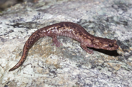 Clouded salamander